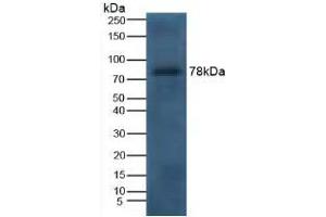 Detection of LTF in Canine Serum using Polyclonal Antibody to Lactoferrin (LTF) (Lactoferrin antibody  (AA 28-351))