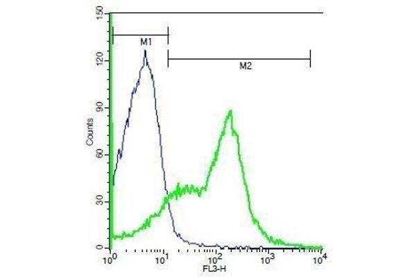 CD19 antibody  (AA 151-250)