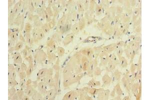 Immunohistochemistry of paraffin-embedded human heart tissue using ABIN7167439 at dilution of 1:100
