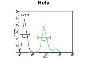 SUMF1 Antibody (C-Term) flow cytometric analysis of Hela cells (right histogram) compared to a negative control cell (left histogram). (SUMF1 antibody  (C-Term))