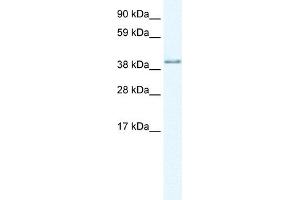 WB Suggested Anti-AKAP7 Antibody Titration:  1. (AKAP7 antibody  (Middle Region))