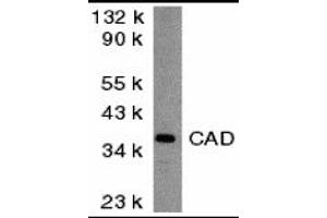 Western Blotting (WB) image for anti-Carbamoyl-Phosphate Synthetase 2, Aspartate Transcarbamylase, and Dihydroorotase (CAD) (Middle Region) antibody (ABIN1030894) (CAD antibody  (Middle Region))