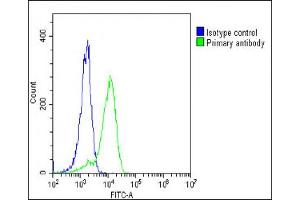 Overlay histogram showing K562 cells stained with (ABIN653273 and ABIN2842789)(green line). (ENTPD2 antibody  (N-Term))