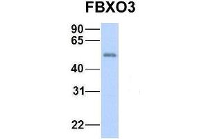 Host:  Rabbit  Target Name:  GNAS  Sample Type:  Human Fetal Heart  Antibody Dilution:  1. (F-Box Protein 3 antibody  (N-Term))