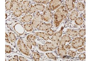 Immunoperoxidase of purified MaxPab antibody to TSNAXIP1 on formalin-fixed paraffin-embedded human stomach. (Tsnaxip1 antibody  (AA 1-366))