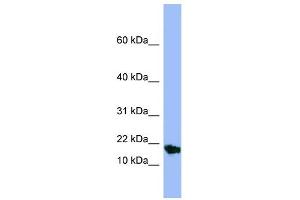 WB Suggested Anti-SMR3A Antibody Titration:  0. (SMR3A antibody  (Middle Region))