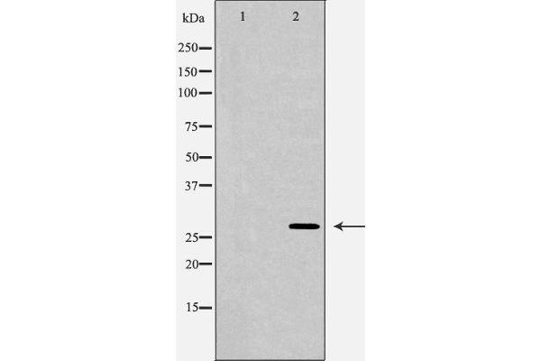 HOXC8 antibody  (Internal Region)