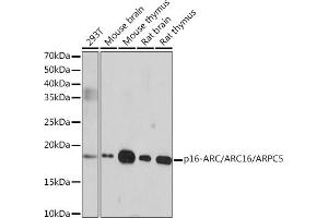 Western blot analysis of extracts of various cell lines, using p16-ARC// Rabbit mAb (ABIN1681279, ABIN3019212, ABIN3019213 and ABIN7101732) at 1:1000 dilution. (ARPC5 antibody)