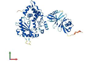 AlphaFold protein structure predicition of Mouse Recombinant Oasl1 Protein, UniprotID Q8VI94