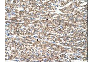 Image no. 1 for anti-Cytochrome C Oxidase Subunit IV Isoform 1 (COX4I1) (N-Term) antibody (ABIN203371) (COX IV antibody  (N-Term))