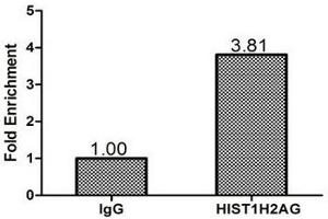 Chromatin Immunoprecipitation Hela(1.