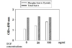 Image no. 4 for Signal Transducer and Activator of Transcription 6, Interleukin-4 Induced (STAT6) ELISA Kit (ABIN1981845)