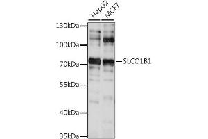 Western blot analysis of extracts of various cell lines, using SLCO1B1 antibody (ABIN7270488) at 1:1000 dilution. (SLCO1B1 antibody  (AA 597-691))