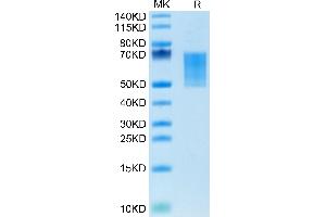 CD55 Protein (AA 35-362) (His tag)