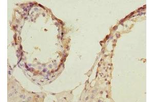 Immunohistochemistry of paraffin-embedded human testis tissue using ABIN7168158 at dilution of 1:100 (PRPS1 antibody  (AA 1-318))