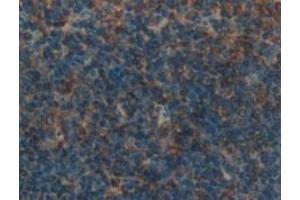#VALUE! (2B4 antibody  (AA 26-212))