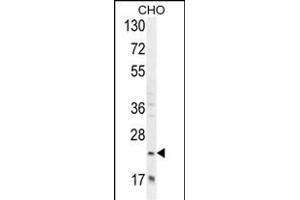 RILPL2 Antibody (Center) (ABIN654981 and ABIN2844621) western blot analysis in CHO cell line lysates (35 μg/lane). (RILPL2 antibody  (AA 120-149))