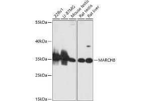 Western Blotting (WB) image for anti-Membrane-Associated Ring Finger (C3HC4) 8, E3 Ubiquitin Protein Ligase (MARCH8) (AA 232-291) antibody (ABIN6143551)