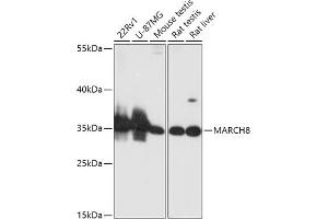 Western blot analysis of extracts of various cell lines, using M antibody (ABIN6133222, ABIN6143551, ABIN6143552 and ABIN6216789) at 1:1000 dilution. (MARCH8 antibody  (AA 232-291))