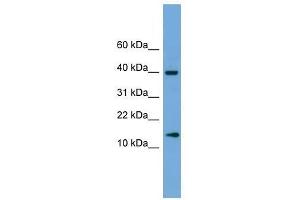 ATP6V1G2 antibody used at 0. (ATP6V1G2 antibody  (Middle Region))