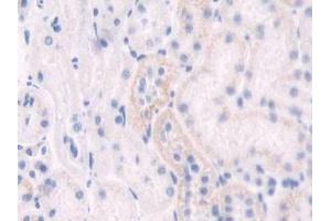 DAB staining on IHC-P; Samples: Rat Kidney Tissue (IDO antibody  (AA 106-190))