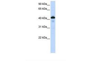 Image no. 1 for anti-Surfactant Protein B (SFTPB) (AA 194-243) antibody (ABIN1493901) (SFTPB antibody  (AA 194-243))