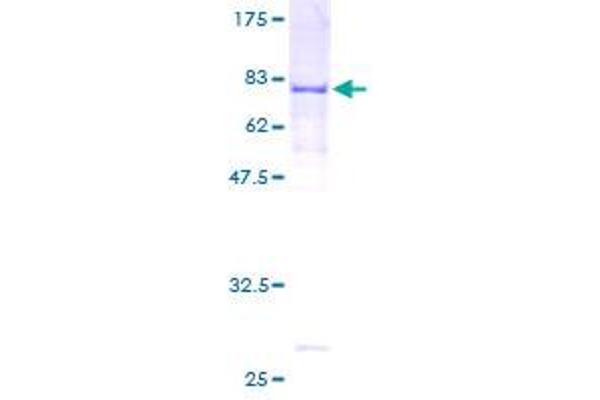 RECQL5 Protein (AA 1-435) (GST tag)