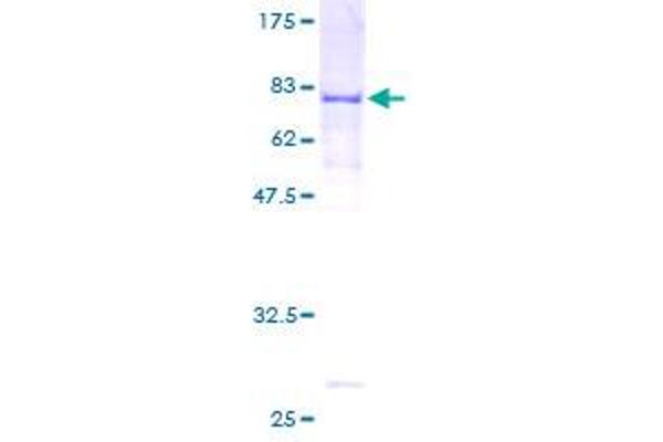 RECQL5 Protein (AA 1-435) (GST tag)