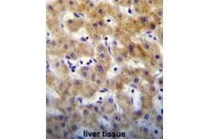 KTAP2 Antibody (C-term) immunohistochemistry analysis in formalin fixed and paraffin embedded human liver tissue followed by peroxidase conjugation of the secondary antibody and DAB staining. (KRTCAP2 antibody  (C-Term))