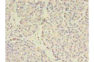 Immunohistochemistry of paraffin-embedded human pancreatic tissue using ABIN7159505 at dilution of 1:100