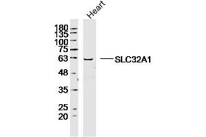 Mouse heart lysates probed with SLC32A1 Polyclonal Antibody, Unconjugated  at 1:300 dilution and 4˚C overnight incubation. (SLC32A1 antibody  (AA 351-450))