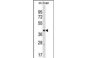 Western blot analysis in mouse liver tissue lysates (35ug/lane). (PDK3 antibody  (C-Term))