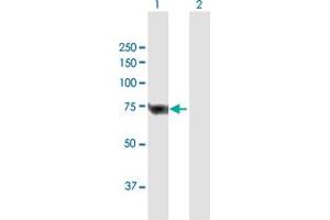 Western Blot analysis of SLC25A13 expression in transfected 293T cell line by SLC25A13 MaxPab polyclonal antibody. (slc25a13 antibody  (AA 1-675))