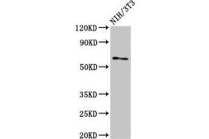 Western Blot Positive WB detected in: NIH/3T3 whole cell lysate All lanes: RELB antibody at 3 μg/mL Secondary Goat polyclonal to rabbit IgG at 1/50000 dilution Predicted band size: 63, 62, 15 kDa Observed band size: 63 kDa (RELB antibody  (AA 400-579))