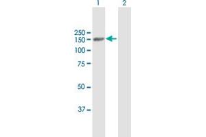 Western Blot analysis of PLCG2 expression in transfected 293T cell line by PLCG2 MaxPab polyclonal antibody.