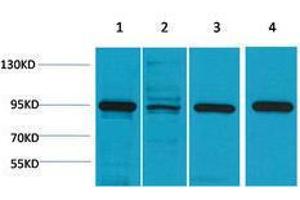 Western Blotting (WB) image for anti-Heat Shock Protein 90kDa alpha (Cytosolic), Class A Member 1 (HSP90AA1) antibody (ABIN3188034)