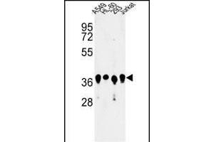 Western blot analysis of ARGLU1 Antibody (N-term) (ABIN653238 and ABIN2842768) in A549, HL-60, 293, Jurkat cell line lysates (35 μg/lane).