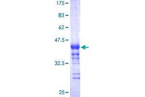 NRF2 Protein (AA 71-170) (GST tag)