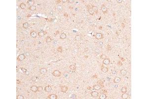 Immunohistochemistry of paraffin-embedded Mouse brain using CDH18 Polyclonal Antibody at dilution of 1:100 (40x lens). (CDH18 antibody)