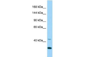 WB Suggested Anti-Cdk5 Antibody Titration: 1. (CDK5 antibody  (Middle Region))