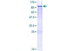 GALNT13 Protein (AA 1-556) (GST tag)