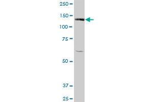 BUB1 MaxPab polyclonal antibody. (BUB1 antibody  (AA 1-1085))