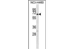 Western blot analysis in NCI-H460 cell line lysates (35ug/lane). (GABRA4 antibody  (AA 333-361))