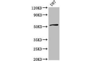 Western Blot Positive WB detected in: U87 whole cell lysate All lanes: SLC22A17 antibody at 4 μg/mL Secondary Goat polyclonal to rabbit IgG at 1/50000 dilution Predicted band size: 58, 56, 22 kDa Observed band size: 58 kDa (SLC22A17 antibody  (AA 1-99))