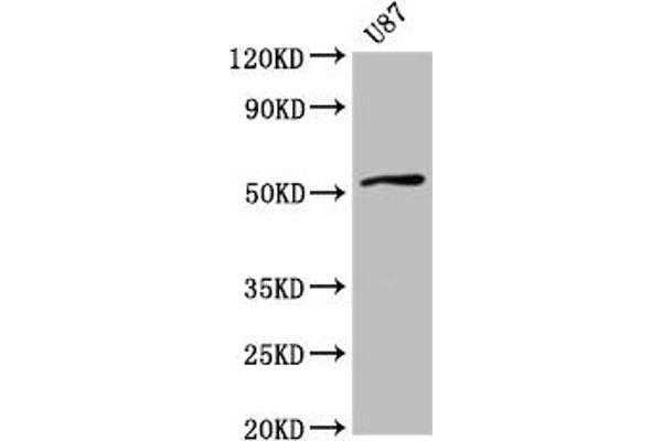 SLC22A17 Antikörper  (AA 1-99)