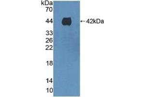 Detection of Recombinant F1+2, Mouse using Polyclonal Antibody to Prothrombin Fragment 1+2 (F1+2) (Prothrombin Fragment 1+2 antibody  (AA 44-324))