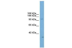 WB Suggested Anti-Npas2 Antibody Titration:  0. (NPAS2 antibody  (C-Term))