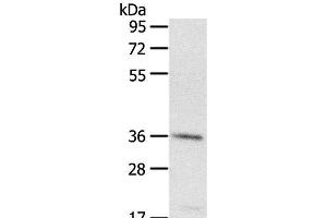 PDLIM4 antibody