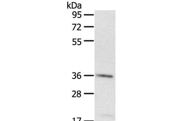 PDLIM4 anticorps