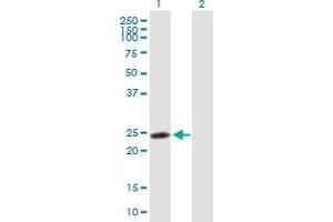 Western Blot analysis of RNF114 expression in transfected 293T cell line by RNF114 MaxPab polyclonal antibody.